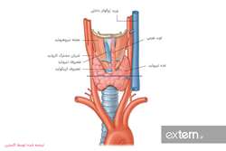۶۰ درصد مبتلایان به یکی از اختلالات تیروئید از بیماری خود اطلاع ندارند